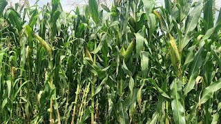 Growing certified seed Maizecommercial Maize and silage how different is the process [upl. by Radburn]