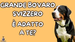 Grande Bovaro Svizzero Cosa Sapere [upl. by Doraj973]