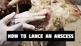 How to deal with Abscess in goats and sheep [upl. by Issim]