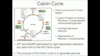 Calvin Cycle Carbon Fixation Rubisco and Rubisco Activase [upl. by Enelrae]