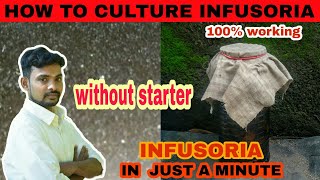 How to culture infusoria easily without starter  Aathi Aqua Vlog [upl. by Noyahs]