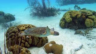 Bonaire Snorkeling Excursion w Life at 8 Knots  Private Catamaran Charters on Bonaire Island [upl. by Divadleahcim]