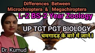 ChiropteraDifferences Between Microchiroptera amp Megachiroptera Mammalian orderFlying Mammals Bat [upl. by Burns]