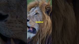 Terrifying Tale of the Tsavo Lions Part 3 lion wildlife movie [upl. by Dianuj507]