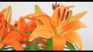 Lilium cv  Lilie Lily [upl. by Ferrell]