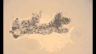 Live Amoeba proteus showing amoeboid movement [upl. by Krahmer536]