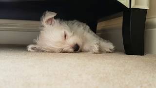 Nellie the westie puppy first 6 months [upl. by Ardaed]