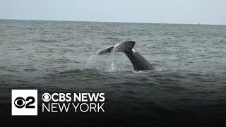 Whale watching is turning into a big NYC tourist attraction [upl. by Leahcym]