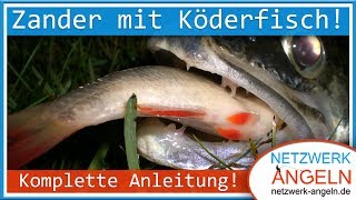 Zander mit Köderfisch  So fängt jeder Komplette Anleitung [upl. by Tillion]