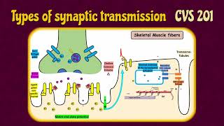 Chemical Transmission VS Electrical Transmission 101201301 [upl. by Eadahs]