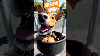 What Basenjis like to do on weekends [upl. by Lacsap]