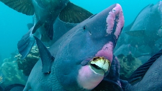 Feeding Humphead Parrotfish  Blue Planet  BBC Earth [upl. by Lexy]