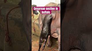 Cesarean section l Dystokia l difficulty in birth l dr Umar khan [upl. by Glynnis28]