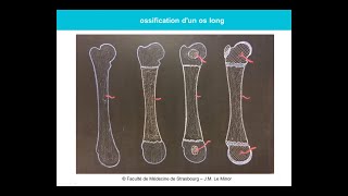 Anatomie générale des os [upl. by Huey]