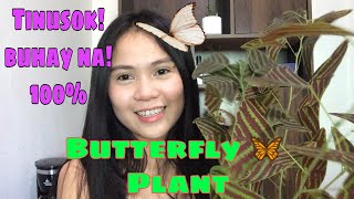 SWALLOW TAIL BUTTERFLY PLANT  Christia Obcordata Plantcare and Tips to grow fast [upl. by Regan]