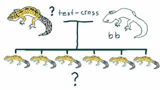 Reptile Breeding Genetics part 4 Het Percentages TestCrosses Blueeyed Bearded Dragons [upl. by Butler]