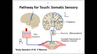 Sensory and Motor Pathways [upl. by Kinnon]