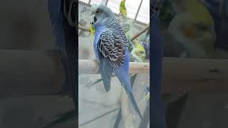 cute parrot🦜budgies singing parrots colony👍 birds cutelittleparrot [upl. by Ynohtnaeoj]