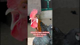 Best of Longcrower roosters Ayam Ketawa Sanjak Bosnian and Koeyoshi chicken crowing roosters [upl. by Jenica]