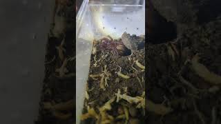 Plug hole Trapdoor spider feeding fails euoplos inornatus furry ytshorts spider wa perth [upl. by Elaval]