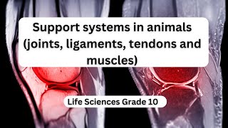 Support systems in animals joints ligaments tendons and muscles [upl. by Erasaec]