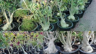 adenium plants big caudex plants [upl. by Drews]