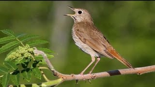 Hermit Thrush Singing [upl. by Llehsyt284]