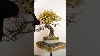 Deciduous bonsai bonsai bonsaitechniques [upl. by Dareg]