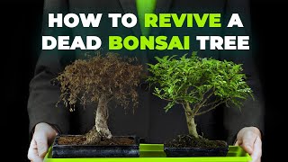 How to Revive a Dead Bonsai Tree [upl. by Eitsim611]