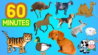 Learn Farm Animals In ENGLISH With Pictures [upl. by Colin157]