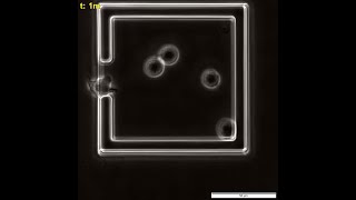 Single Cell Monitoring of Apoptosis in NonAdherent Mammalian Cells [upl. by Bluma]