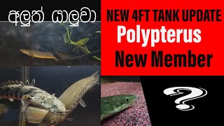 NEW UPDATE 4ft tank New Member  සි0හලෙන් ම 🇱🇰 AquaLifeSL [upl. by Nivar]