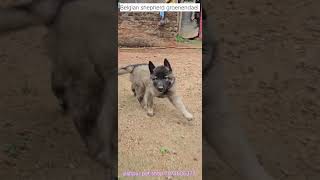 Belgian shepherd groenendael Puppy [upl. by Kcirdnekal]