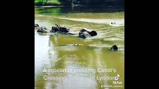 Commentary on a Crocodile at Cahill’s Crossing [upl. by Yrallam]