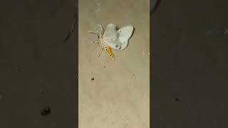 Dogbane tiger moth Camera ActionTO BE CONTINUED [upl. by Drew]