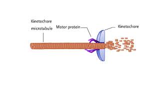 Mechanisms for chromosome movement [upl. by Lauber]