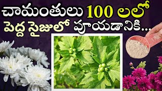 చామంతి మొక్కలకు ఇప్పుడు ఈ fertilizer ఇస్తే చెట్టు నిండా పూలేchamanthi plant carechamanthi cuttings [upl. by Ahseral]