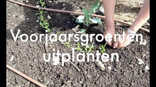 Inis Moestuin 180Voorjaarsgroenten uitplanten erwten peulen spinazie sla kool EN aardbeien [upl. by Atteugram]