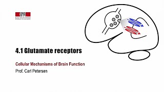 41 Glutamate receptors [upl. by Aniar179]