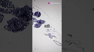 Cell Division  Mitosis and Meiosis Explained [upl. by Ellesig17]