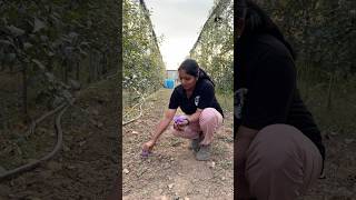 Saffron plantation in Kashmir puthettutravelvlog jelajaratheesh saffron kashmir india travel [upl. by Irreg34]