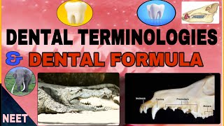 Dental terminologiesHomodont Heterodont DiphyodontAcrodontThecodont etcDental FormulaNeerja [upl. by Barclay]