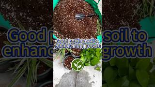 Good potting soil to enhance crop growth shortvideo garden garden youtubeshorts soil viral [upl. by Enilhtak]