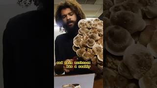 Shiitake Mushroom Harvest and Cultivation Tips in 6 Minutes  Michael Crowe’s Mycology [upl. by Nauqahs673]