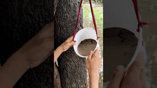 Bird Water Feeder Cleaning Jugaad 😱 ।। Making Bird Feeder Clener shorts cleaning feeder birds [upl. by Nezam]