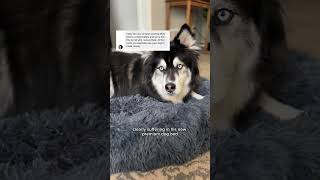 times I used my husky husky huskies dogvideos [upl. by Arabella]