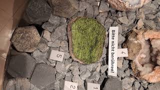 Banded Mantle Peridotite Nodule from the Eifel rocks olivine geology earthscience eifel lava [upl. by Lashar]