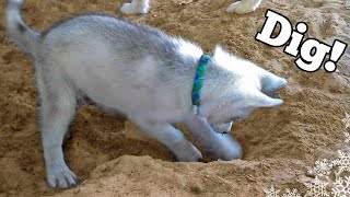 Siberian Husky Puppy learns to DIG [upl. by Gauntlett]