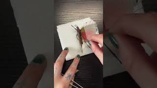 Another Grasshopper pinning method trending insectdiversity trendingshorts entomology [upl. by Tabbitha]