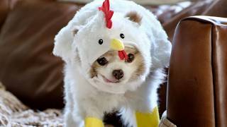 Cute Pomeranian Dogs dress up as chickens for halloween 2024 [upl. by Ryter]